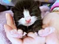 保護から3日目、うっすらと目が開いてきためいちゃん（画像提供：奈神さん）