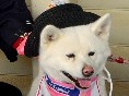 「ブサかわ」秋田犬わさお、夫婦でお仕事　観光駅長・副駅長に