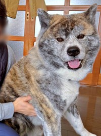 にっこり笑顔が愛らしいさん歩くん（画像提供：ぽっぽっぽー SANPOさん）