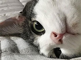 雨の日、草むらからわが家にやってきた猫「たまのじょう」