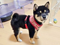 お散歩用のハーネスをみにつけたつむぎちゃん（画像提供：つむぎさん）