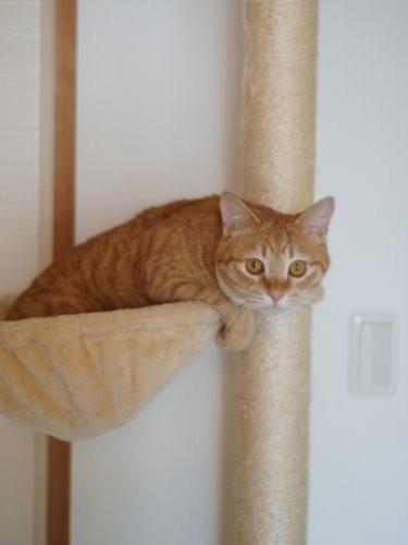 おてんばさんのために用意した猫柱