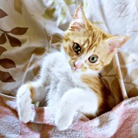 生後3カ月半、お布団をかぶって寝そべる縁くん（画像提供：【かんざき屋】じゃきちゃんさん）