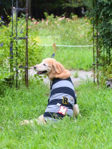 イニシャルのワッペンをつければオンリーワンのわんこ服。