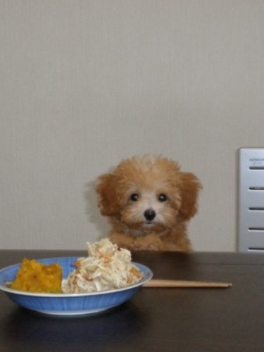 家に来たころの「嵐」