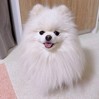 にっこり笑顔がキュートなおもちちゃん（画像提供：ポメラニアンのおもちさん）