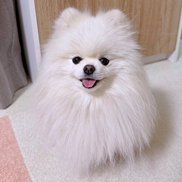 にっこり笑顔がキュートなおもちちゃん（画像提供：ポメラニアンのおもちさん）