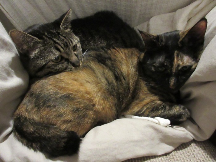 あんずを枕にして寝るのが好きなモモ