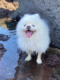 海でもニコニコ～！（画像提供：タレ目の犬(ポメラニアン)さん）