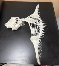 完成したマンボウの骨格標本「尾びれどうなってるの！？」／いのししの人さん（@inoshishinohito）提供