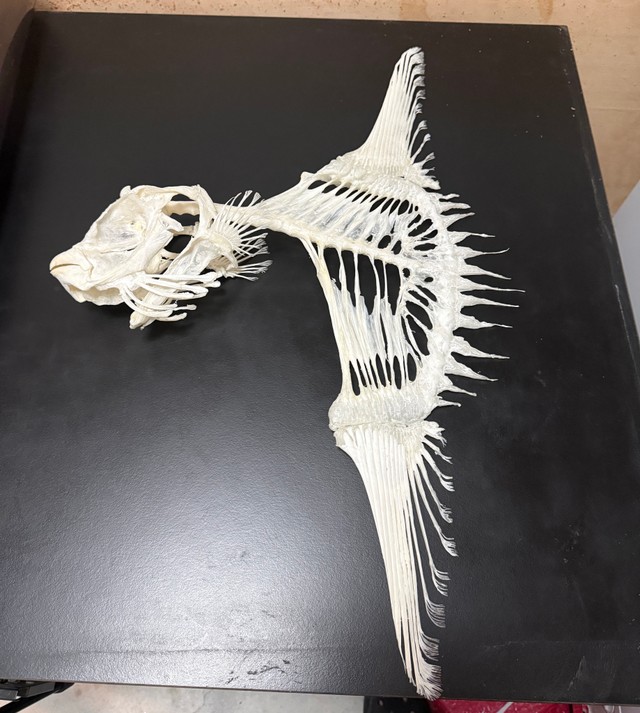 完成したマンボウの骨格標本「尾びれどうなってるの！？」／いのししの人さん（@inoshishinohito）提供