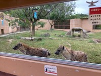 右がブチハイエナのエナ、左はオスのブッチー(提供：高知県立のいち動物公園)