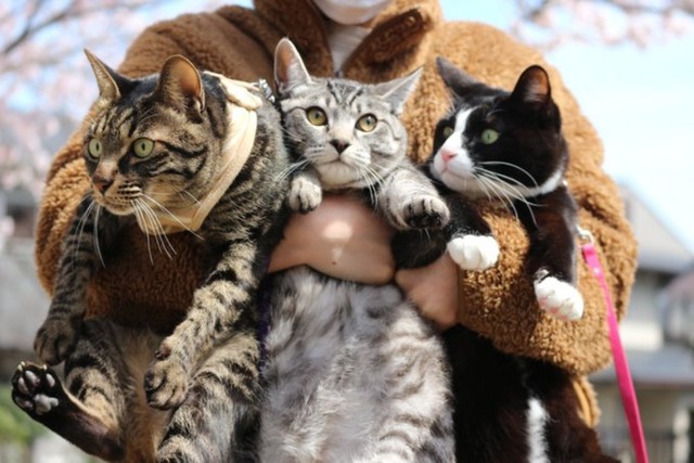 きょうだい仲良く抱っこ！ （左から）るぅくん、らんちゃん、りぃちゃん（画像提供：もみおさん）