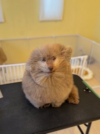 風を受けても微動だにしないごつもり親方（女の子）