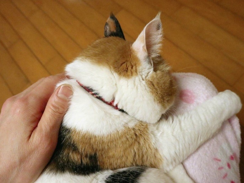 ゆうさんの膝に顔を埋めて「ママ大好き」