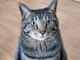 毛色に引き寄せられて迎えた２匹の愛猫　先代の猫の分までいとおしくて