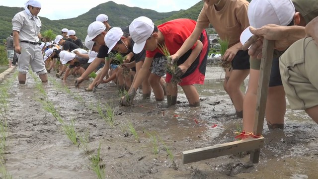 農業への関心持って…小学生が田植え体験　「いつも感謝して食べたい」　香川・土庄町