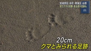 ドラレコに道路横切る映像　足跡も　仙台の住宅街で連日のクマ目撃