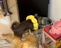 赤ちゃんチワワが乗っかっているのは…！？（提供：@worldpetworldさん）