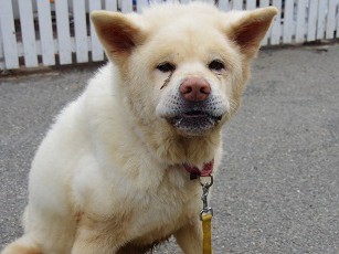 ペットも災害の犠牲者　広島土砂災害で保護した犬が天寿まっとう