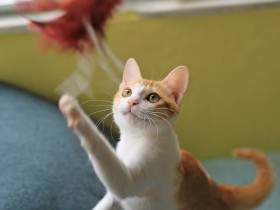 ビビりな猫とも仲良くなれる　さまざまな「遊び」を取り入れ猫との距離を縮めよう