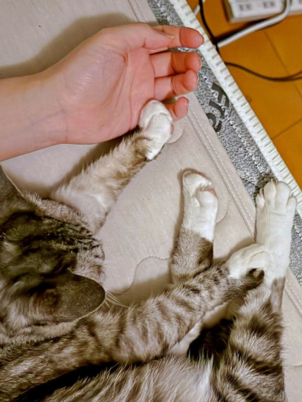 手足の先が白いオニャンコちゃん。飼い主さんと仲良く添い寝（画像提供：ちゅみさん）