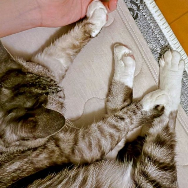 手足の先が白いオニャンコちゃん。飼い主さんと仲良く添い寝（画像提供：ちゅみさん）