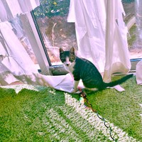 窓辺にたたずむナナくん　ほつれたカーテンも“猫と暮らす証”（画像提供：カカオとナナと飼い主ネモさん）