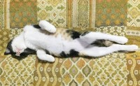子猫時代、へそ天になって眠るよちこちゃん（画像提供：よちこさん）