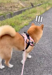 警戒心の強さも柴犬の特徴。遠くにいる猫ちゃんにも「ビクッ！」（動画からキャプチャー／提供：ミニすずさん）