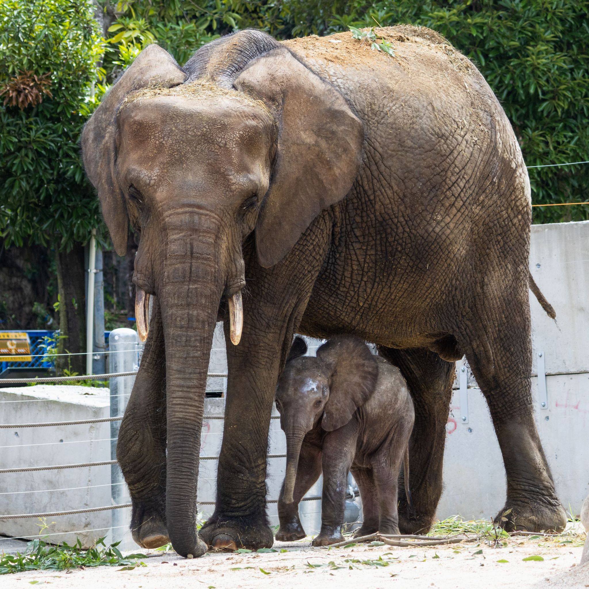 日本で唯一！「マルミミゾウ」赤ちゃん誕生に沸く広島の動物園