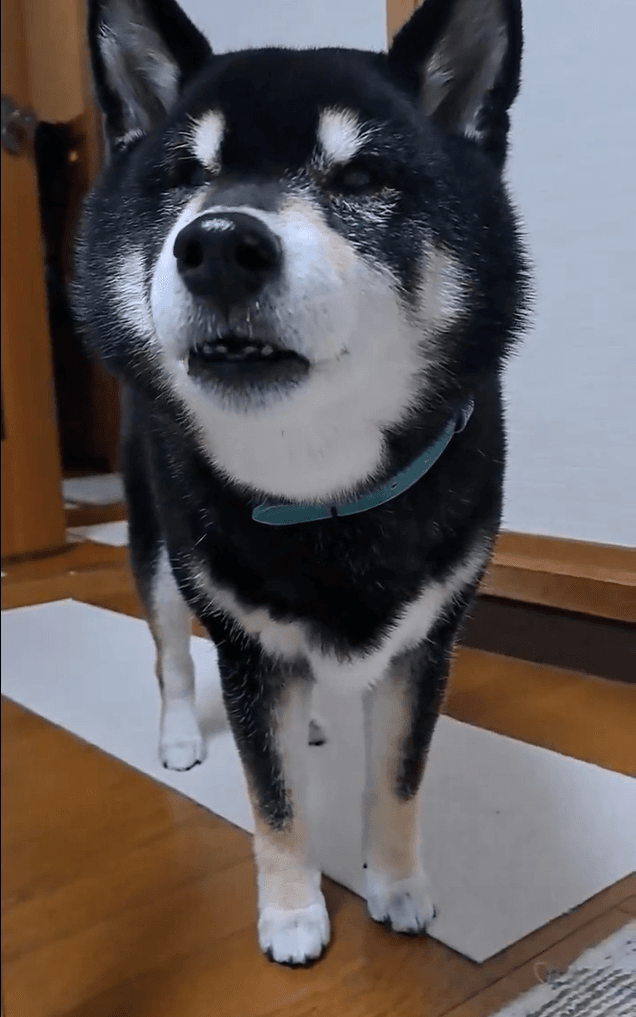 いつもと違う光景に猛抗議！（提供：mmtさん）