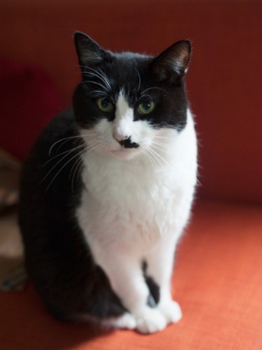 「野良ってなんですか？僕はずっと家猫ですけど」（小林写函撮影）