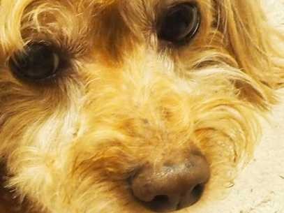 夏の風物詩「プチュっと」で大コーフン……愛犬を虫から守れ！