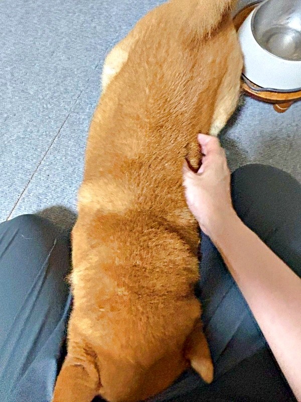 「もうないよ」 と言われて飼い主さんの股の間に顔を埋める小太郎くん（画像提供：こたろうくん）