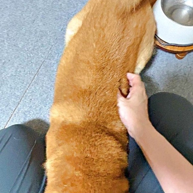 「もうないよ」 と言われて飼い主さんの股の間に顔を埋める小太郎くん（画像提供：こたろうくん）