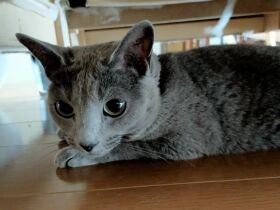 抱っこを嫌がり必死に身をよじっていたのが可愛くて　ロシアンブルーの「はな」