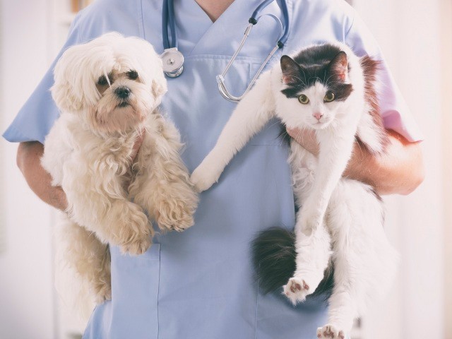 犬や猫の健康診断をしていますか？ 飼い主さんアンケート実施中  犬 