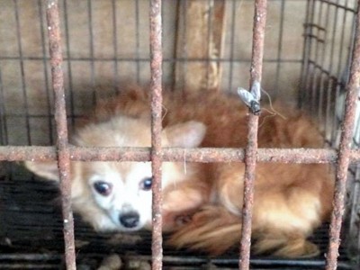 ペット扱う業者への規制、なお不十分　改正動物愛護法３年