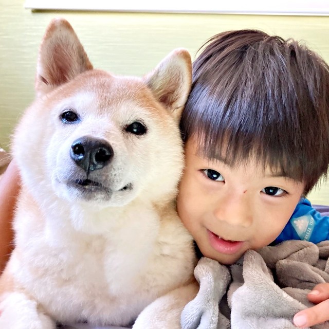 大好きなお兄ちゃんとのツーショットが素敵な柴犬・チャコちゃん（画像提供：ちゃーくん）