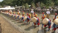 【特集】大嘗祭で注目の「斎田」 大正天皇ゆかりの2市町が田植えまつりで交流提携
