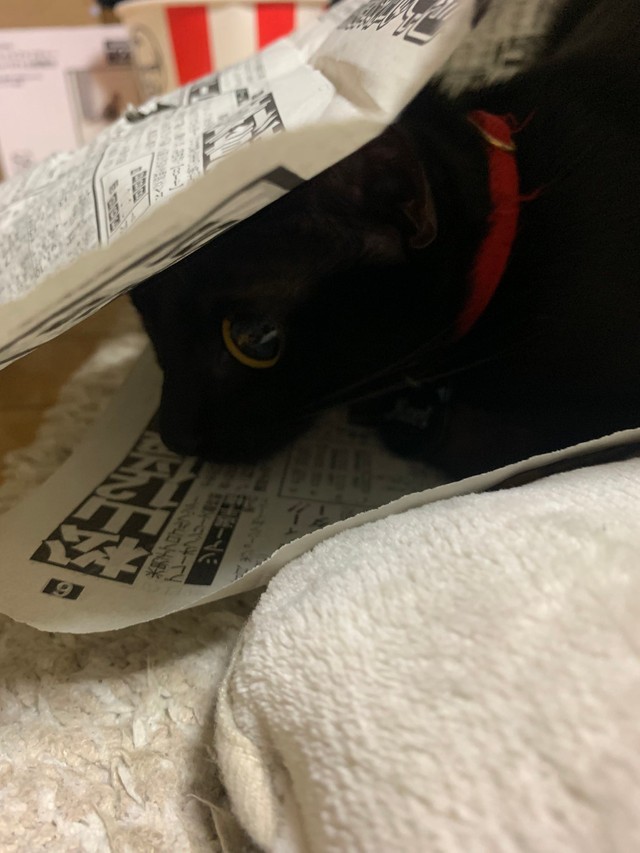 新聞に隠れている姿もステキです