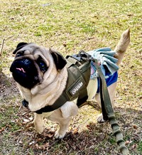 「すご〜い！」写真なんです（提供：パグと猫のいる暮らしさん）