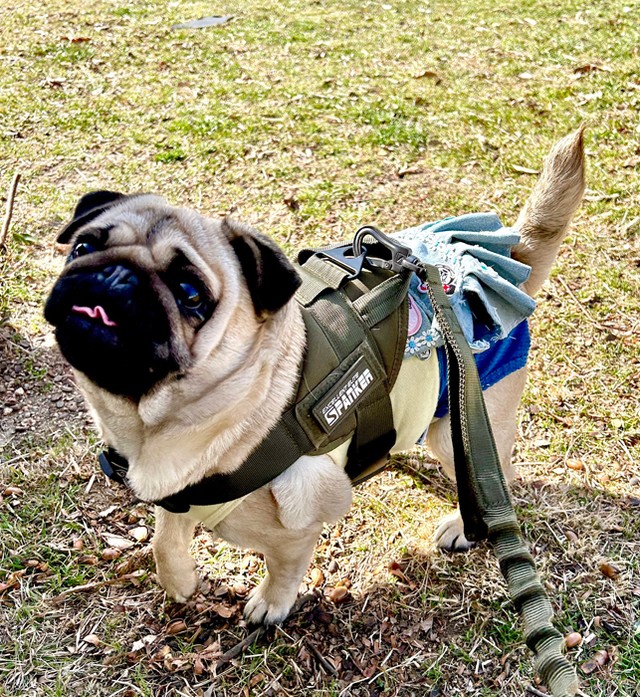 「すご〜い！」写真なんです（提供：パグと猫のいる暮らしさん）