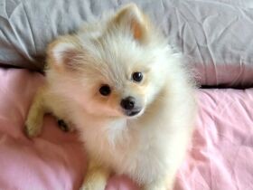 ママといちゃいちゃするのが朝のルーティーン　７カ月のポメラニアン「咲花」