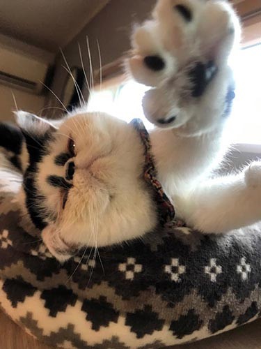 これからも「やっぱ、猫じゃけぇ」をよろしくニャ―