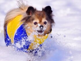 雪遊びだ～いすき！　社交的で誰にでもナデナデしてもらちゃう、ミックス犬「あんず」
