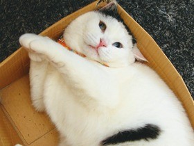 食いしん坊な猫「まんぷくちゃん」　まん丸な顔や体は幸せの証し