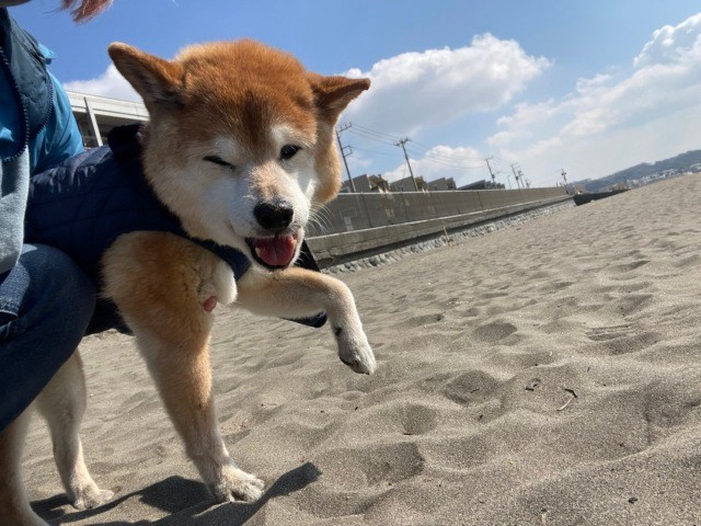 ワンオペでも24時間体制で老犬介護 大変さはあるがしあわせな時間にしたい 犬 猫との幸せな暮らしのためのペット情報サイト Sippo