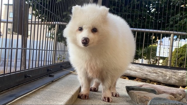 真正面…何とも言えない表情　写真提供：周南市徳山動物園